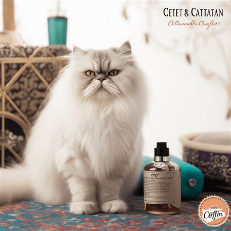 persian cat shaved|persian cat shaving instructions.